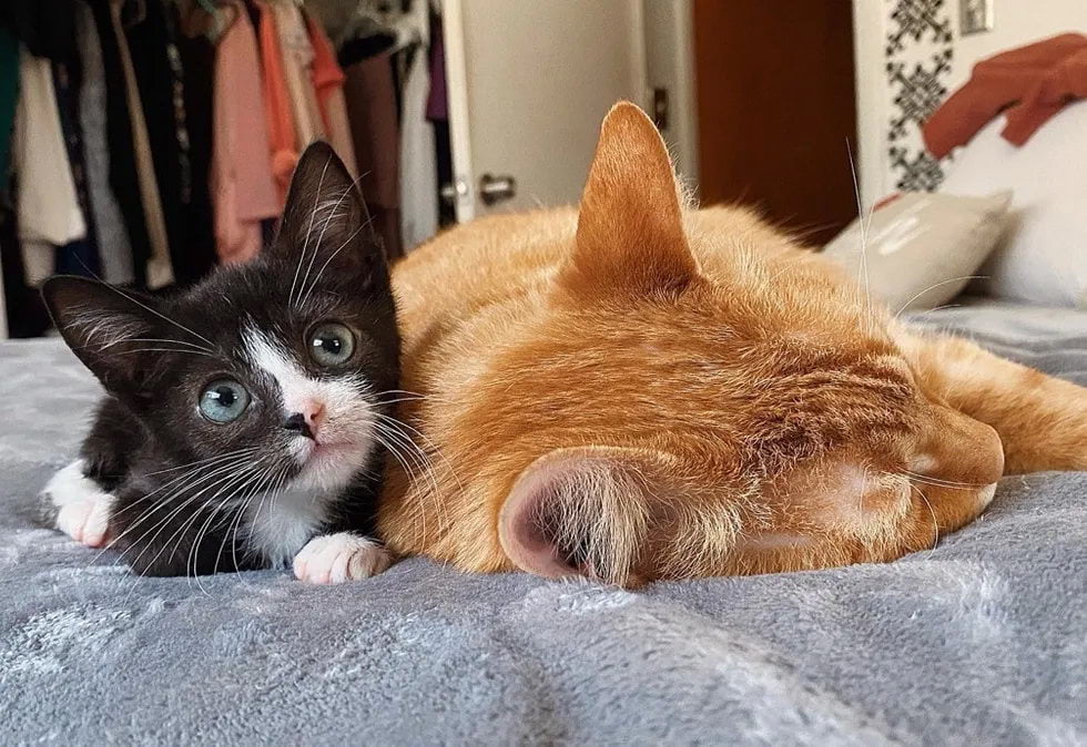 Без кота и жизнь не та