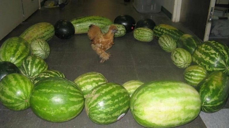 17 чудаков, которым абсолютно пофигу 17 чудаков, которым абсолютно пофигу