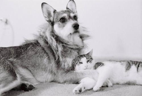 Золотое Сердце Джинни - о непростой жизни собаки, спасающей бездомных кошек. 05