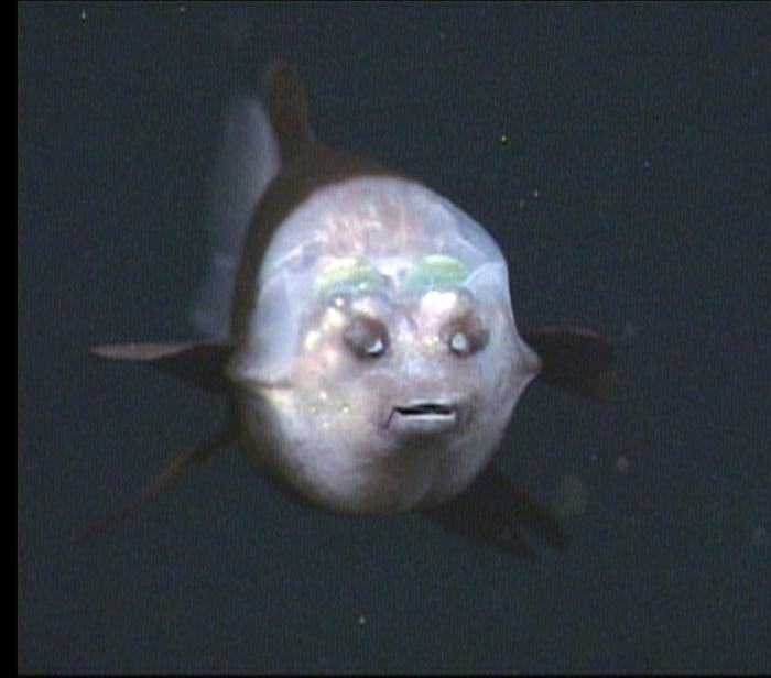 Рыба с прозрачной головой обладает уникальной оптической системой глаз