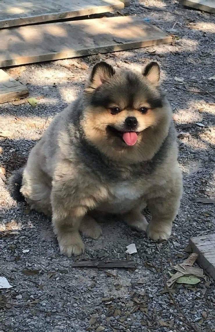 Подборка прикольных картинок  приколы,смешные картинки,юмор