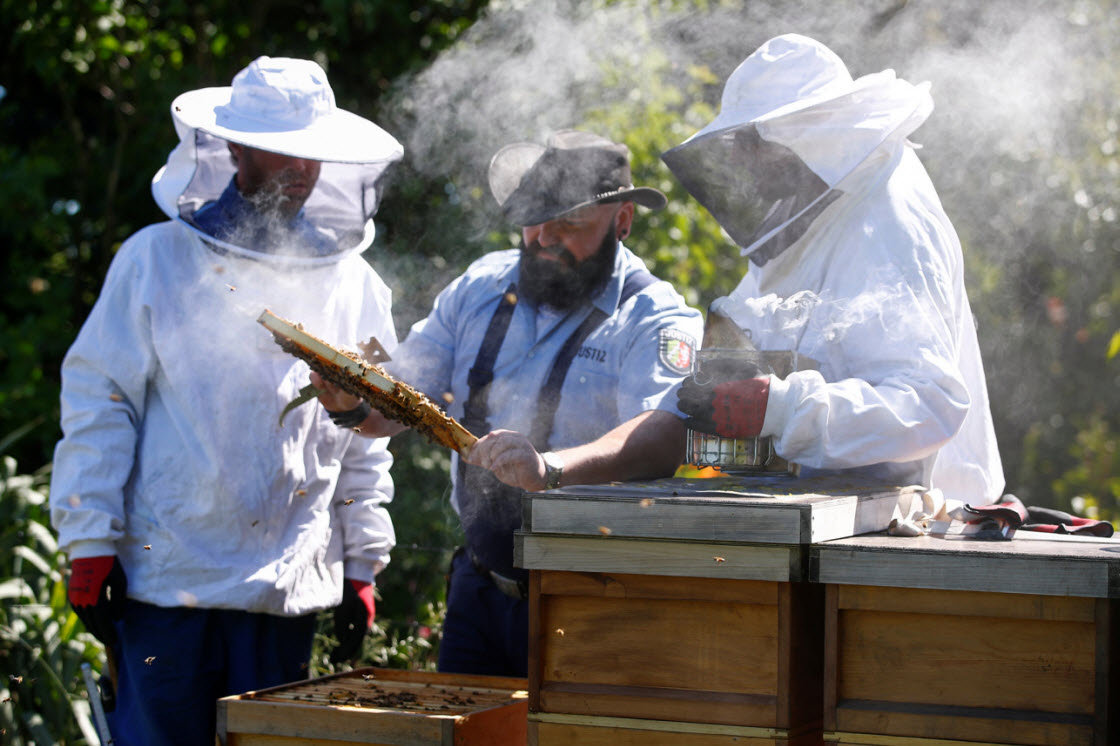 Заключенные помогают спасать пчел в Германии интересное,мед,тюрьма, Германия, пчелы