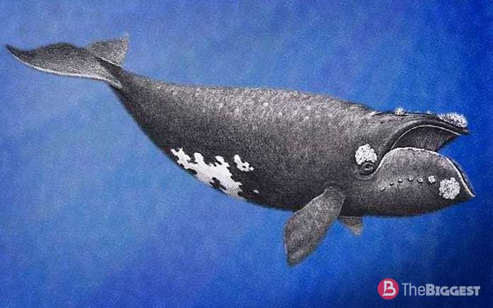 Самые большие киты: японский кит
