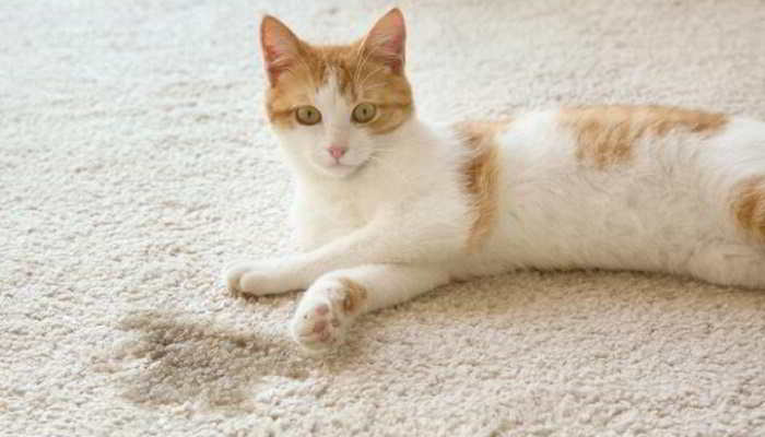Эффективные способы избавится от запаха кошачьей мочи на ковре домашние животные,полезные советы
