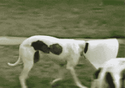 Веселые и прикольные гифки из сети Веселые и прикольные гифки из сети