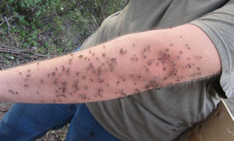 А вы знаете, почему комары кусают вас больше, чем других?