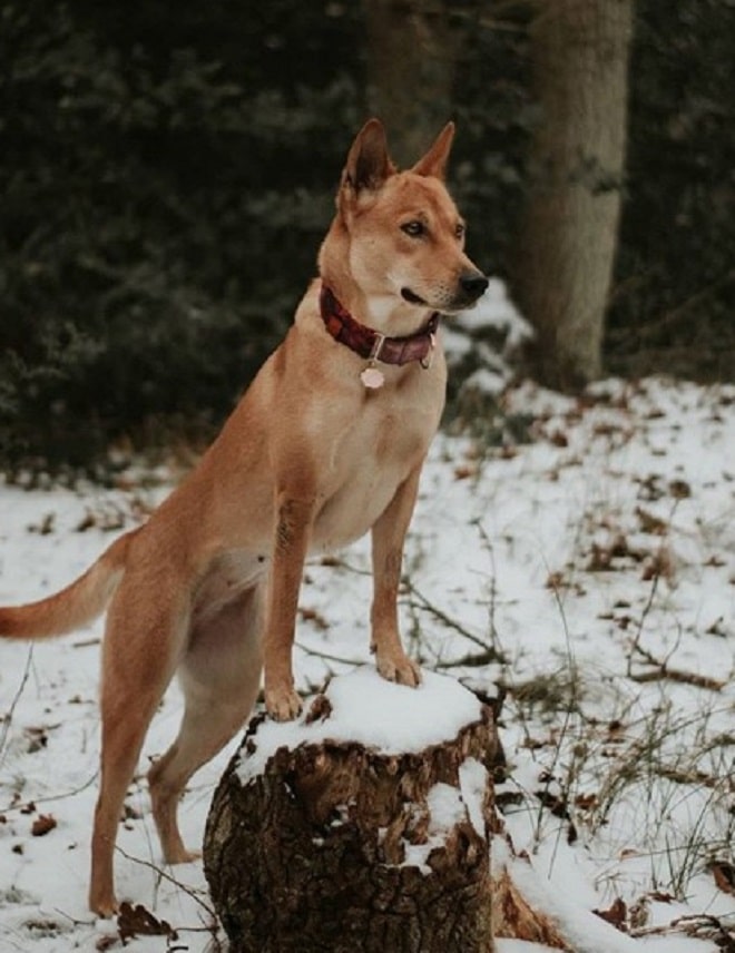 Собака зимой