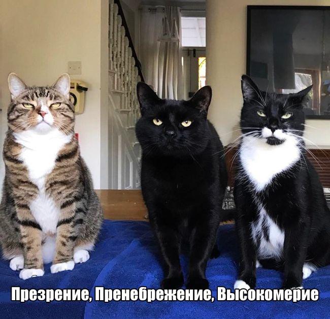 Свежие и веселые картинки с надписями для настроения (11 фото)