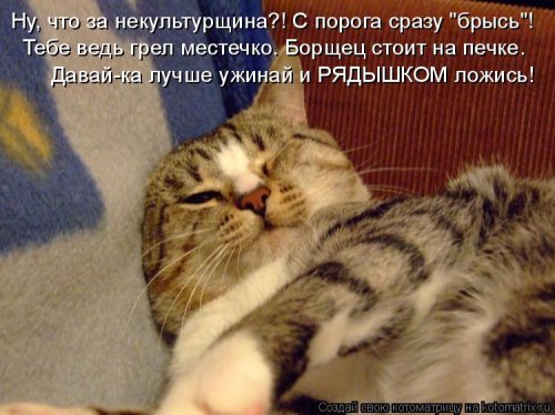 Свежая котоматрица для всех (31 шт)