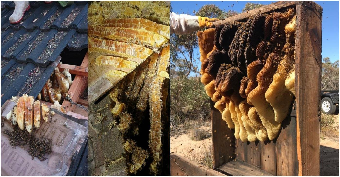 12 случаев, когда люди прожили бок обок с пчелами, даже не подозревая об этом