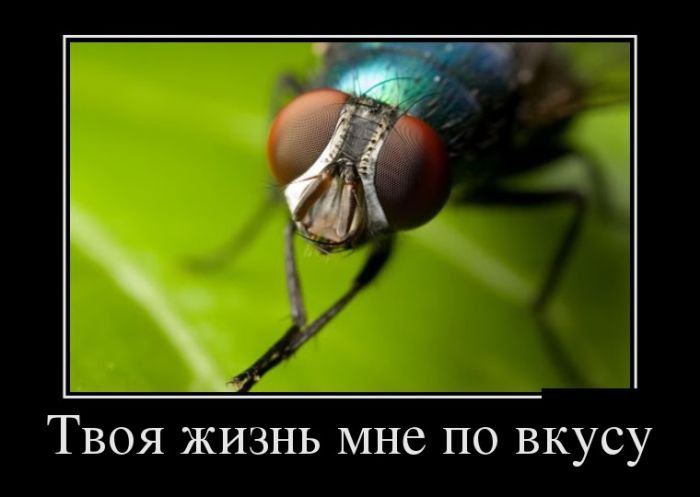 Демотиваторы черноватенькие 