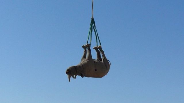 перевозка носорога в Намибии