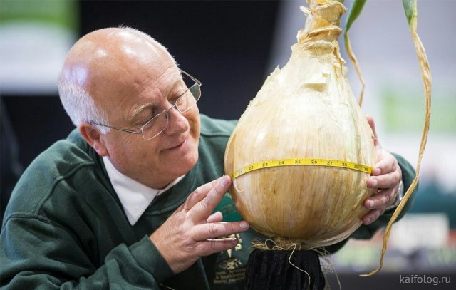 Приколы про лук Приколы про лук