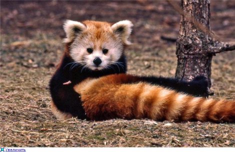 25 самых необычных животных в мире (25 фото)