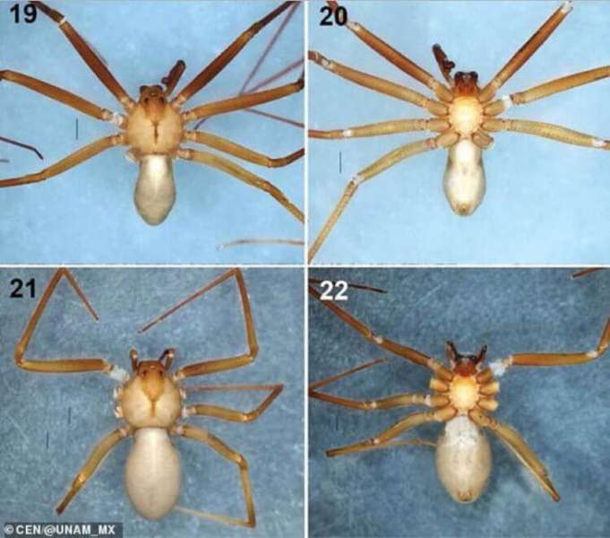 Как выглядит самый опасный паук в мире?