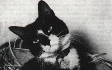 Инцидент на Янцзы: как обычный кот Саймон стал легендой 