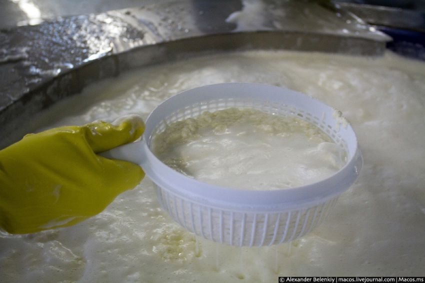 Производство адыгейского сыра сыр, производство