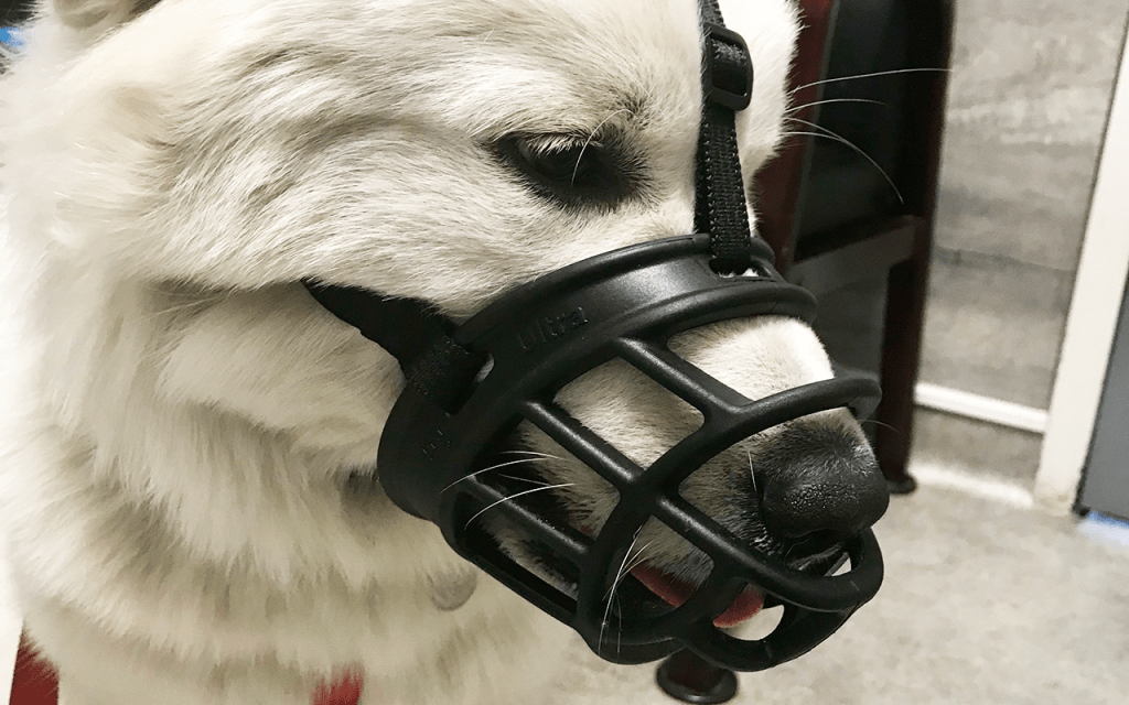 Muzzle training isn't for "bad" dogs. Every dog, even the most social, easy-going dogs, can benefit from muzzle training. Here's how to choose a muzzle a simple way to acclimate your dog.
