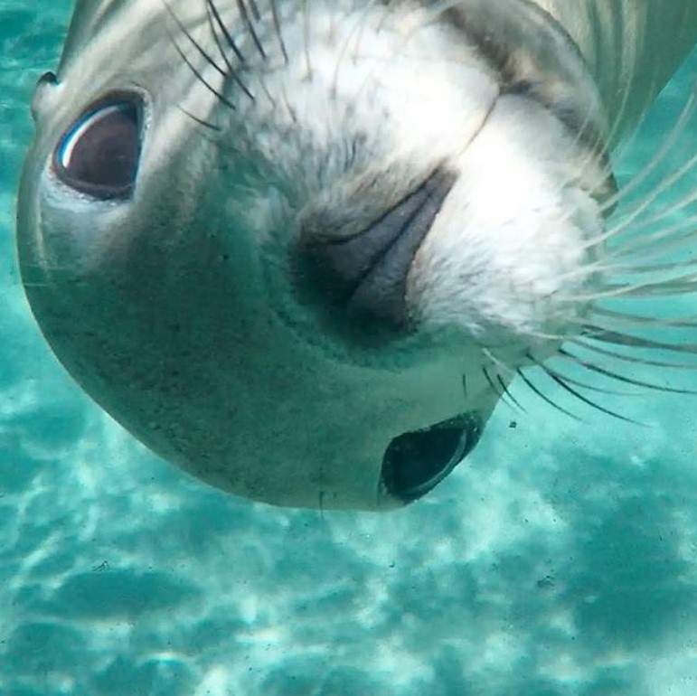 Австралийский морской котик