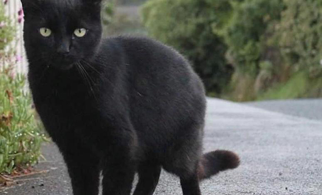 Люди взяли домой серого котенка с улицы, а когда в один из дней зашли на кухню, их встретил полностью черный кот Кэтрин, которые, время, котенка, смена, ветеринара, словам, созданием, уникальным, является, редко, крайне, встречается, кошек, окраса, Специалист, объяснил, явление, ветеринару, отвезла