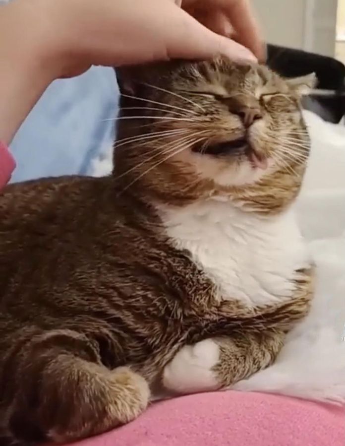 Без кота и жизнь не та