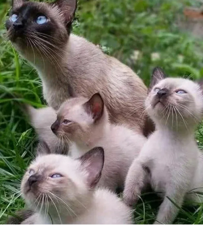 Сбежавший ужин Сбежавший ужин