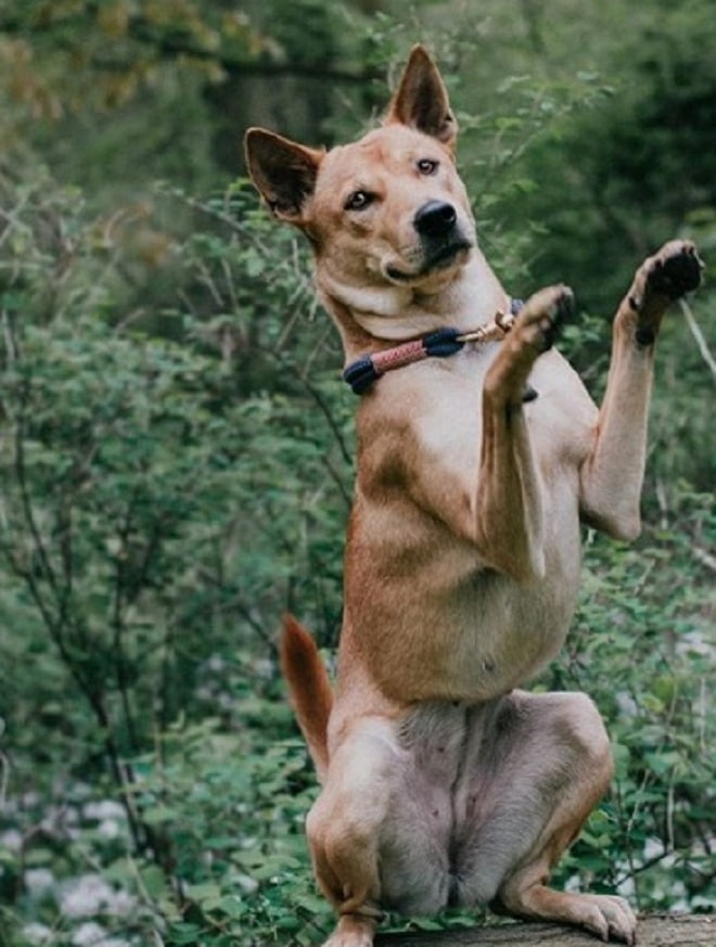 Собака стоит на задних лапах