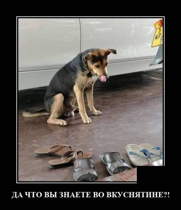 Смешные картинки в чёрной рамке для хорошего настроения! 