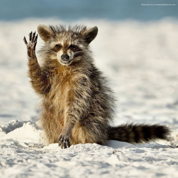 Смешные снимки животных с конкурса Comedy Wildlife