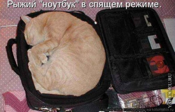 Коты и компьютеры 