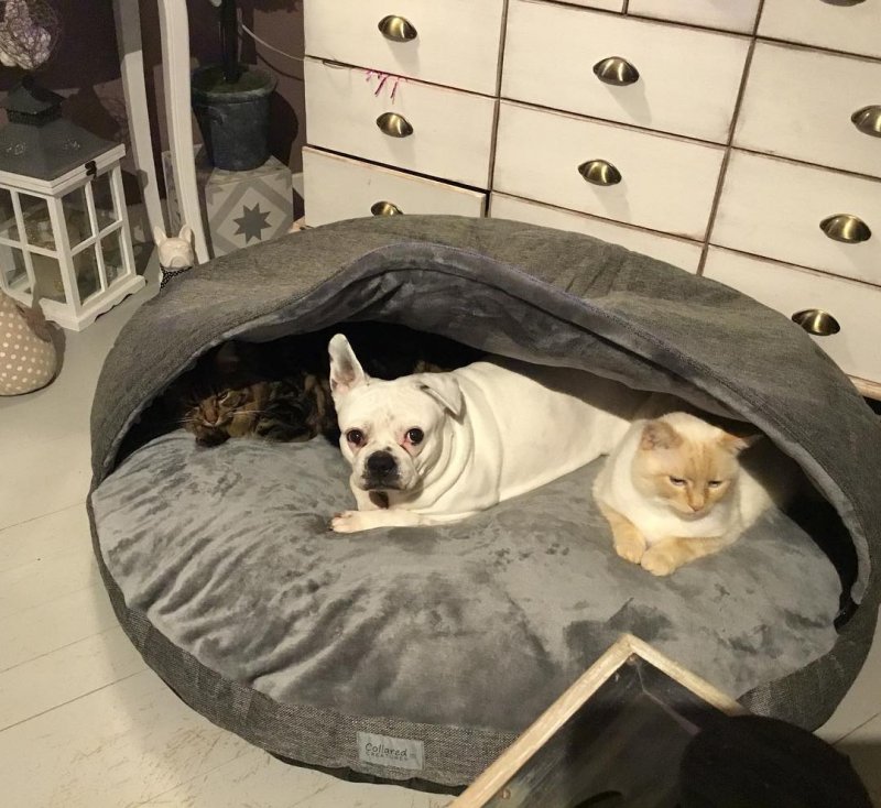 16 мимимишных животных, которые всем поднимут настроение 16 мимимишных животных, которые всем поднимут настроение животные