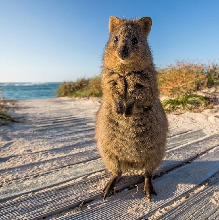 Детеныш квокки с милыми лапками