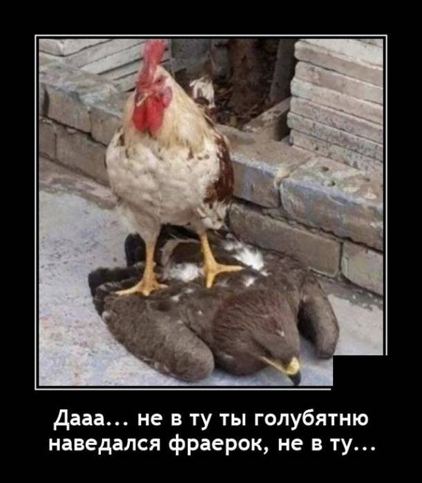 Смешные картинки в чёрной рамке для хорошего настроения! 