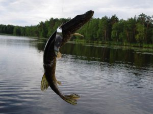 Как можно увеличить улов с помощью наживки