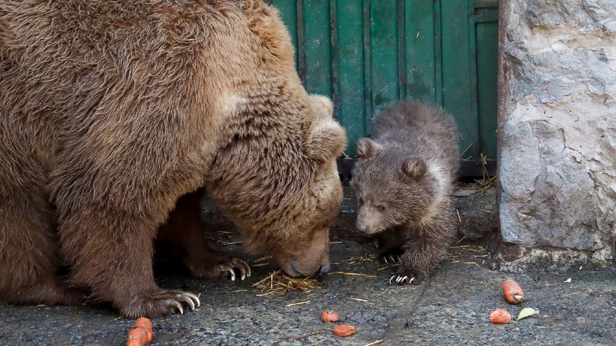 Впервые за 10 лет: в Симферопольском зооуголке появился медвежонок
