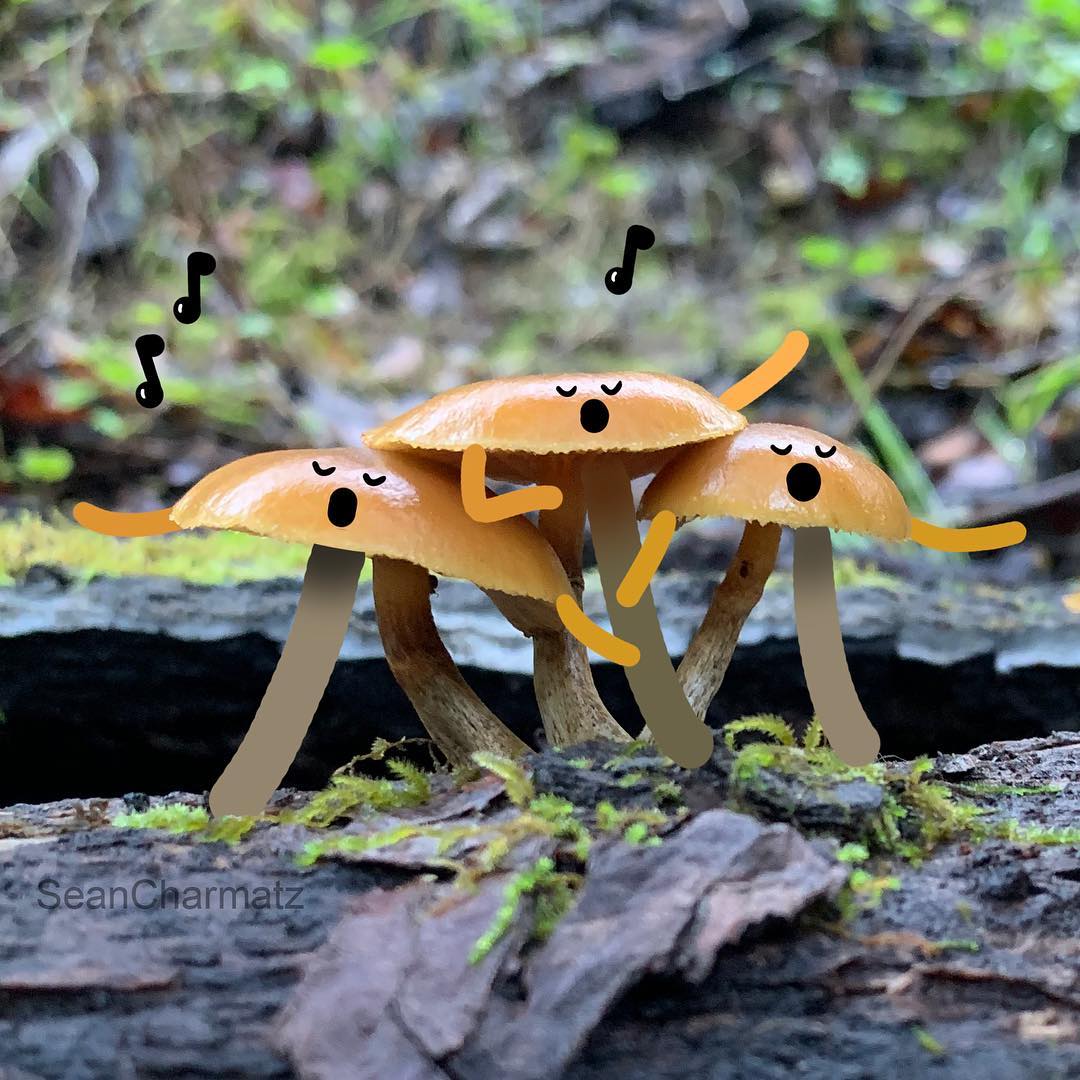 Забавный мир Шона Чармац 