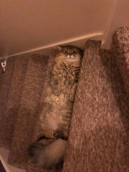 Кошачья логика Кошачья логика