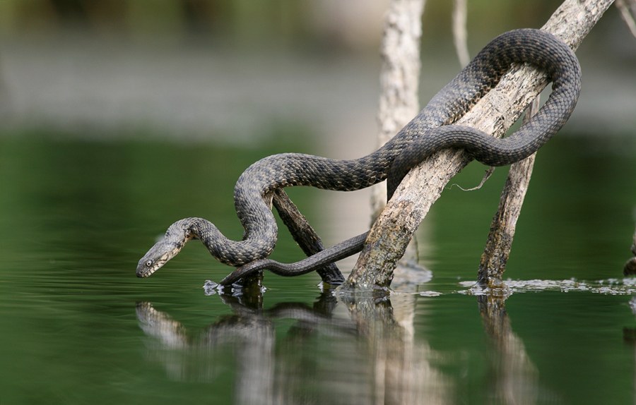 Змеи, которые ловят рыбу