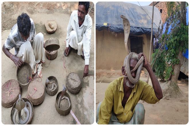 Из примерно 4000 известных видов змей примерно 600 являются ядовитыми. И 7 процентов из них способны убить или серьёзно ранить человека.