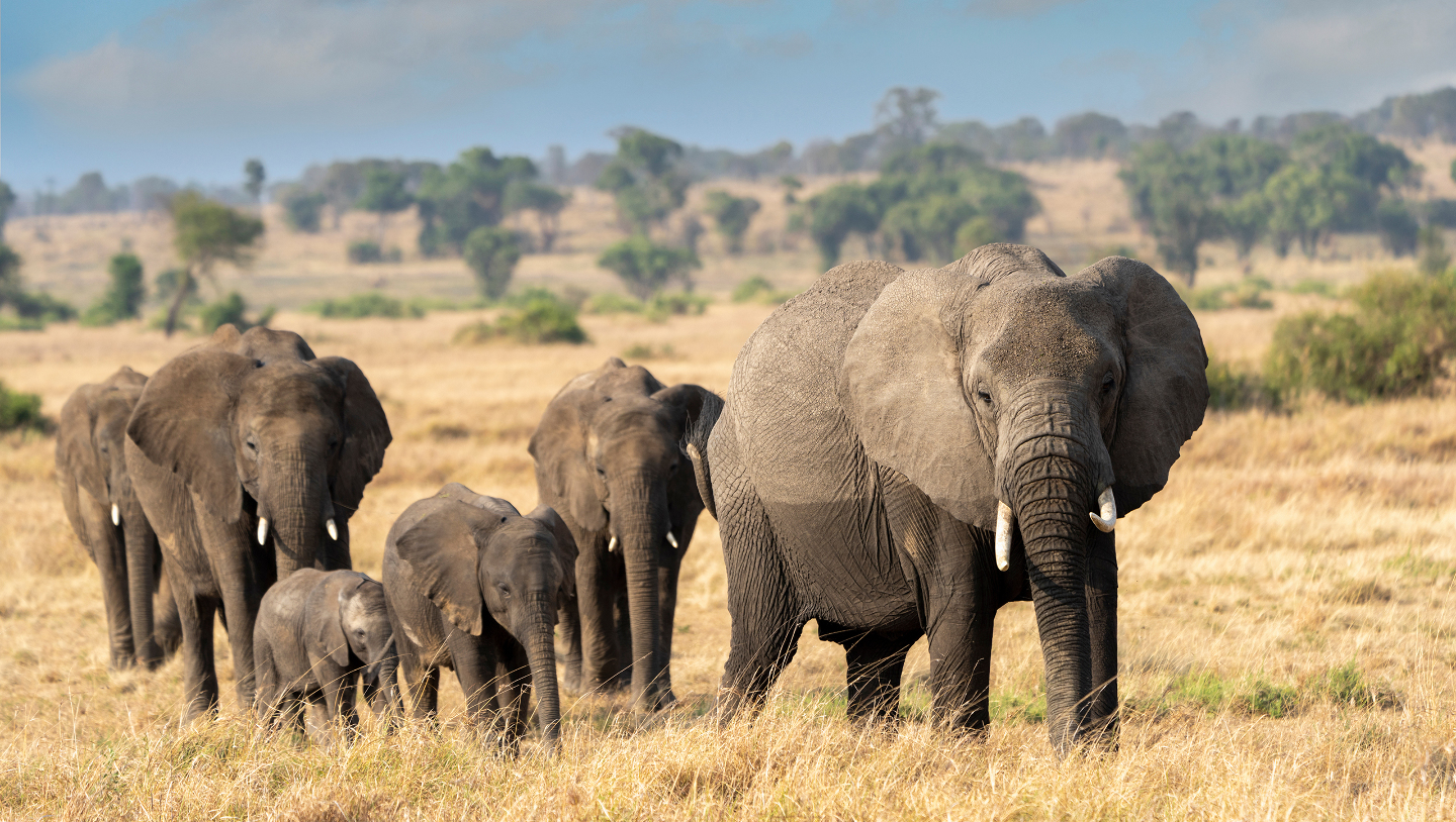 Школа выживания: как звери и птицы обучают своих детенышей Школа выживания: как звери и птицы обучают своих детенышей детенышей, часто, чтобы, можно, уроки, учатся, шимпанзе, обезьяны, матери, Молодые, запоминают, животном, группы, когда, создают, самки, начинают, социального, взрослых, взрослые