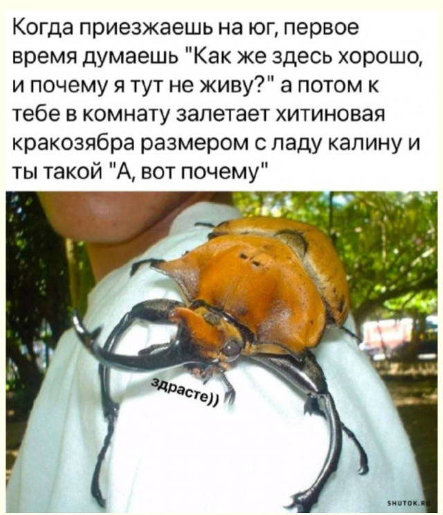 Юмор для тех, кто уже повзрослел и понял, что «приключение» — это когда выключили горячую воду