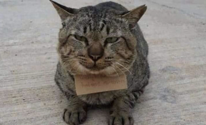 Кот пропал из дома на 3 дня. Когда его уже перестали ждать, кот вернулся сытый и принес записку
