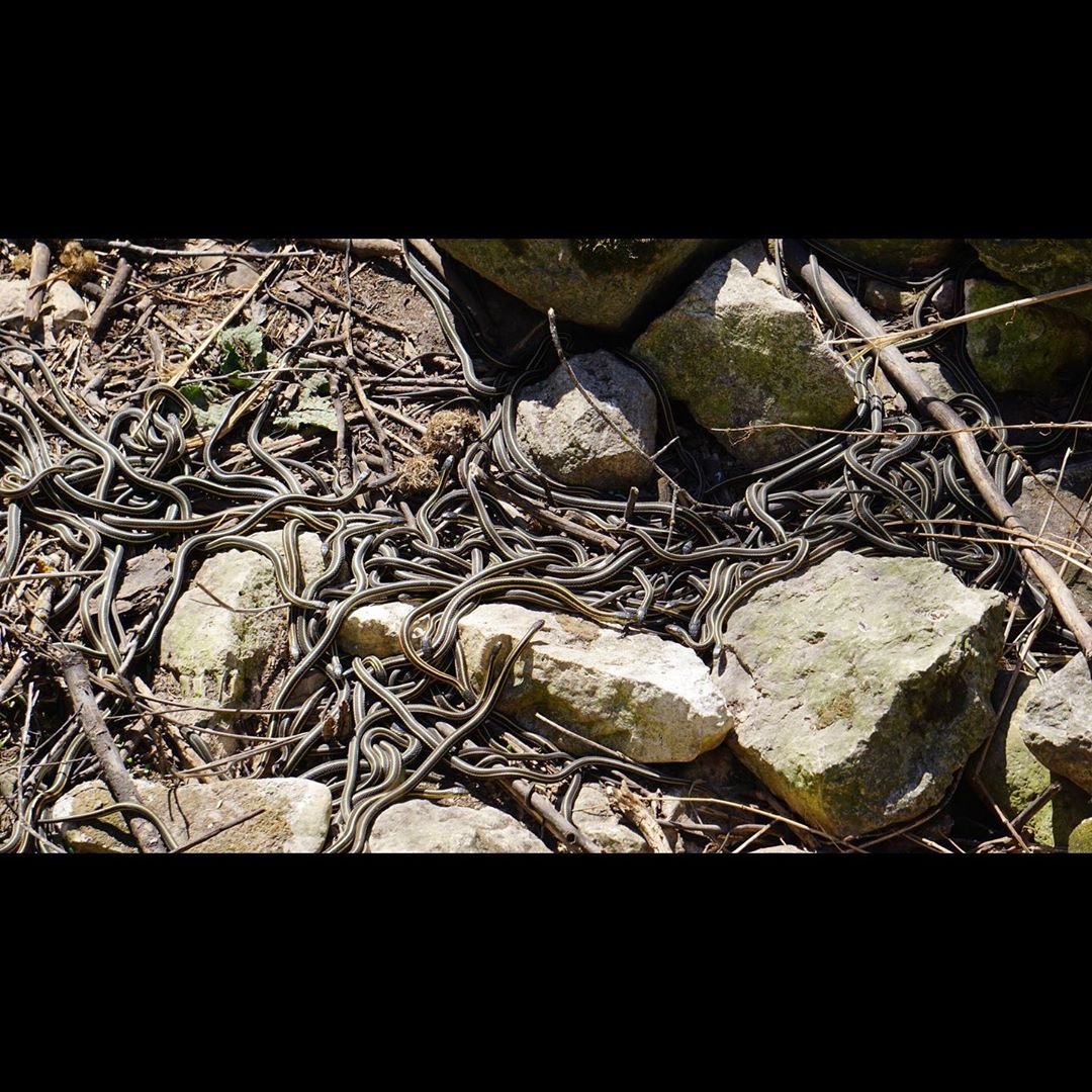 Тысячи змей в одном месте: острые ощущения для туристов Тысячи змей в одном месте: острые ощущения для туристов заграница,туризм