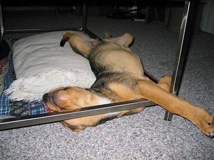 Фотография: 30 собак в самых невообразимых позах во сне №29 - BigPicture.ru