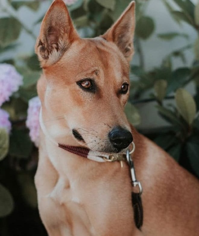 Собака сидит