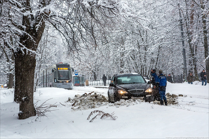 Олень дня дороги