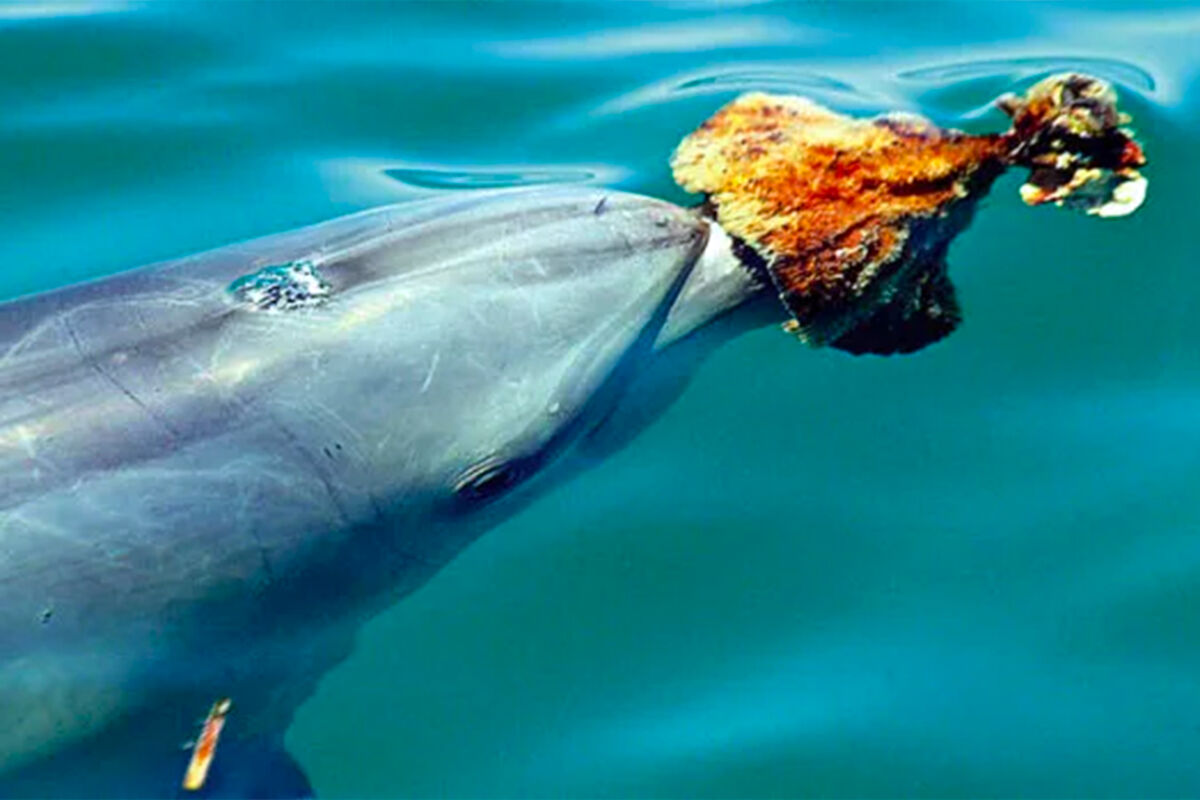 В Сочи задержали гулявшего с мертвым дельфином под мышкой мужчину