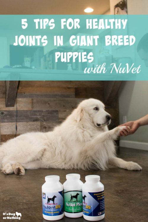 Giant breed puppy growth can be tricky, but it doesn't have to be. Here are 5 tips for healthy joints and our favorite joint supplement, NuVet's NuJoint DS.