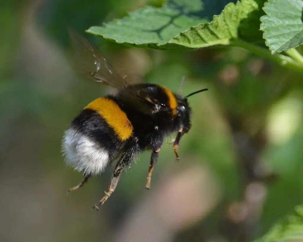 Что произойдет, если к 2035 году вымрут все пчелы