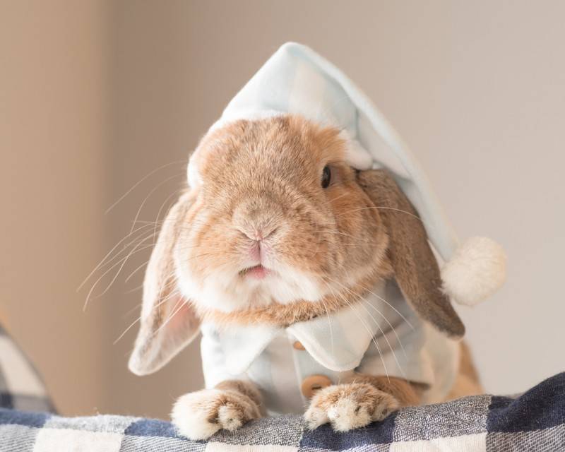 Пуи Пуи — самый стильный кролик в мире